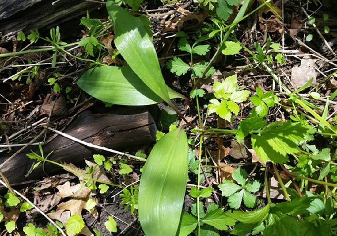 image of plants and grass